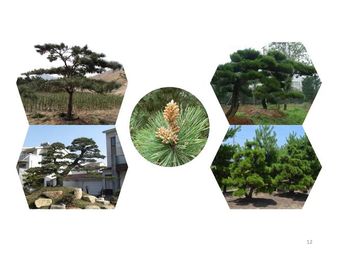 北方景观园林绿化工程常用乔木的认识与鉴别(上)